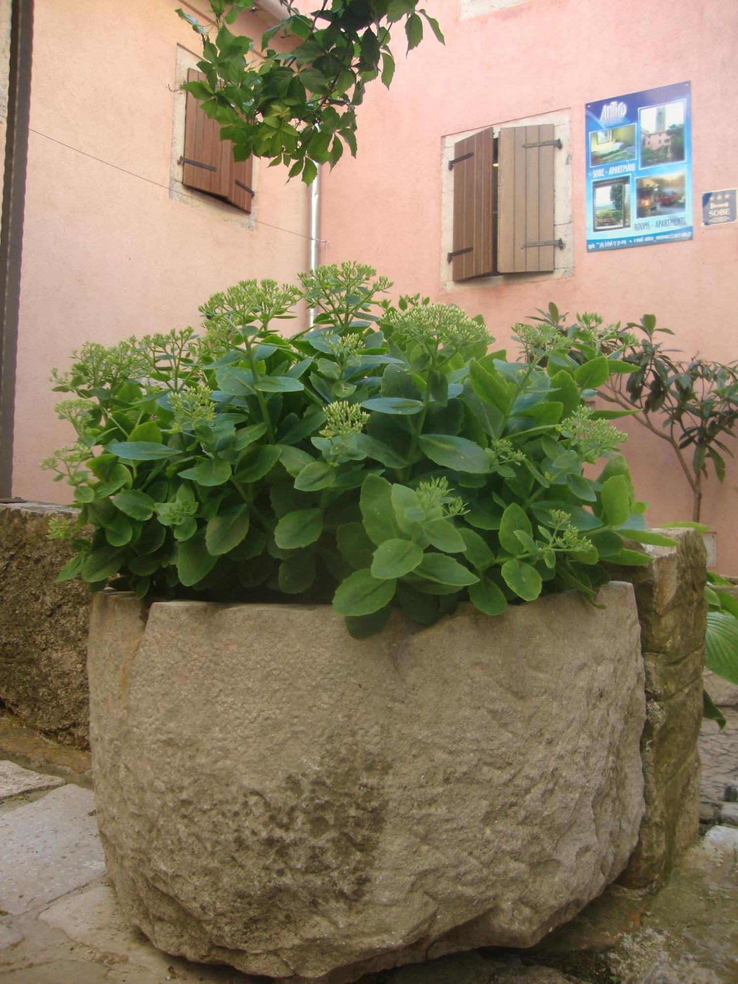 Bed & Breakfast Antico Motovun Bagian luar foto